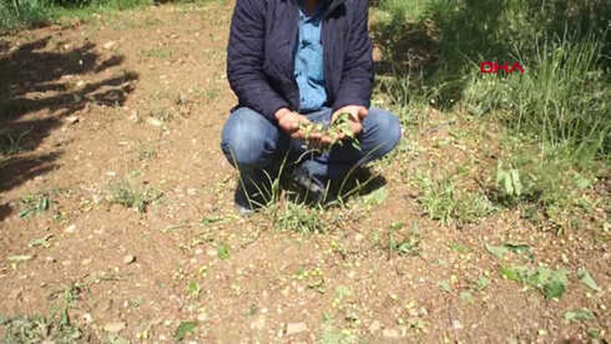Manisa Dolu Alaşehir'de Tarım Arazilerini Vurdu