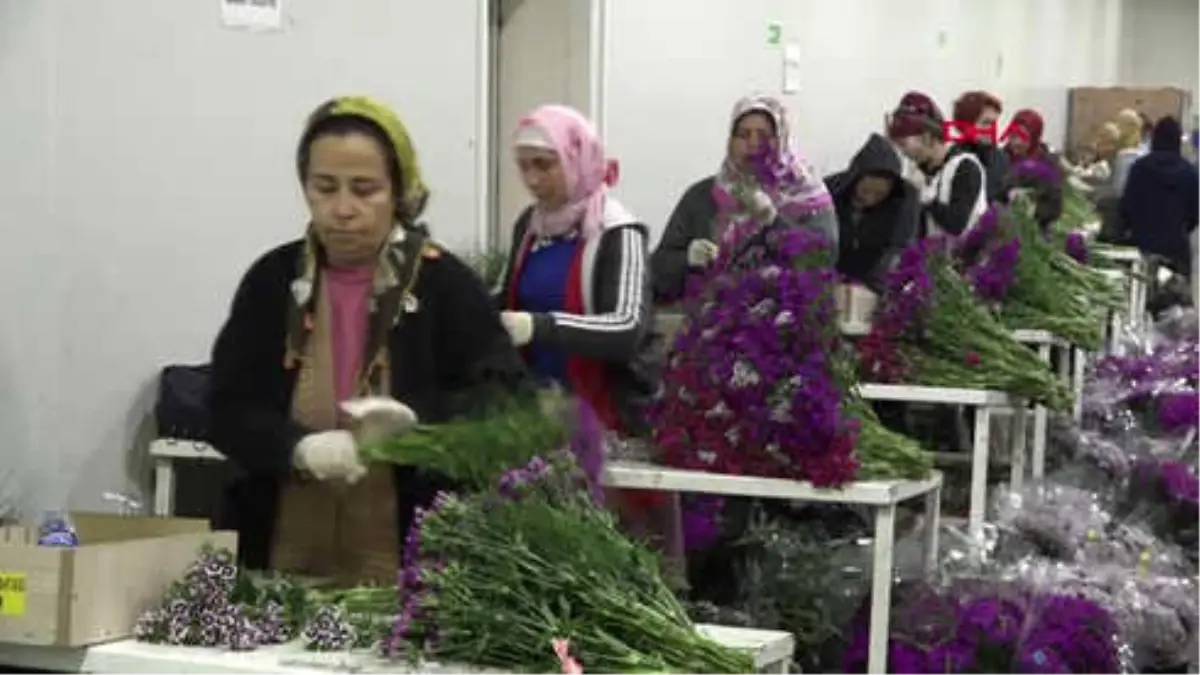 Antalya-Anneler Günü İçin 35 Ülkeye 42 Milyon Dal Kesme Çiçek-Hd