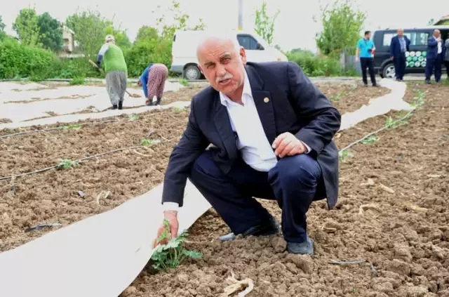 Bafra Ovası'nda Karpuz ve Kavun Üreticileri Dertli Bafra Ovası'nda Karpuz ve Kavun Üreticileri Dertli