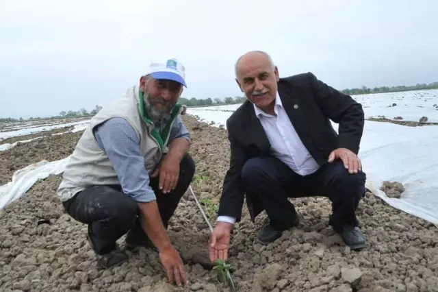 Bafra Ovası'nda Karpuz ve Kavun Üreticileri Dertli Bafra Ovası'nda Karpuz ve Kavun Üreticileri Dertli