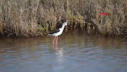 Mersin-Çukurova'nın Kuşları Fotoğraflandı
