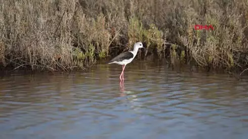 Mersin-Çukurova'nın Kuşları Fotoğraflandı