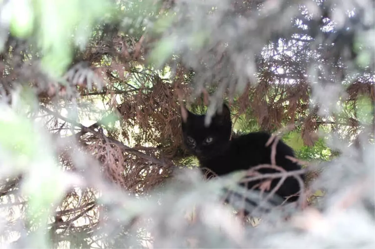 Yavru Kediyi Ölümden Muhabirin İhbarı Kurtardı