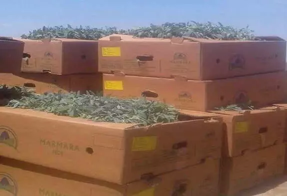 Altıntaş Çiftçisine Alternatif Ürün Adaçayı