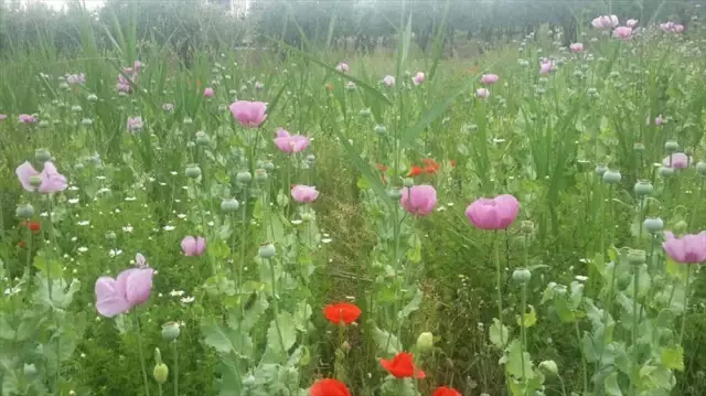 Şarköy'de 530 Kök Haşhaş Ele Geçirildi