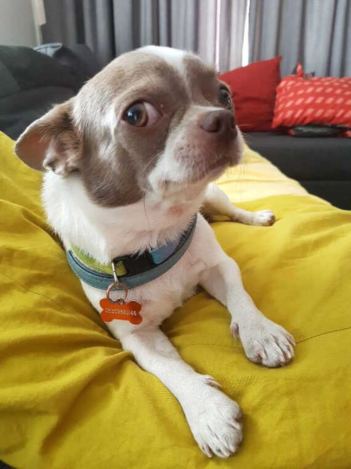 Ev Sahibini Darp Edip Ukrayna'dan 8 Bin Liraya Getirilen Köpeği Çaldılar
