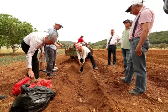 Kuşkonmaz Dikimini Başkan Uyar Yaptı