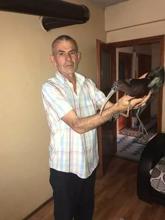 Ormanda Bulduğu Yaralı Kuşu Evinde Tedavi Etti