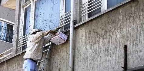 Sakarya'da Arılar Kent Merkezi'ne İnince Esnaf Kepenk Kapattı