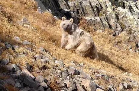Doğu Karadeniz'de Sayıları Artan Ayılar Korkutuyor