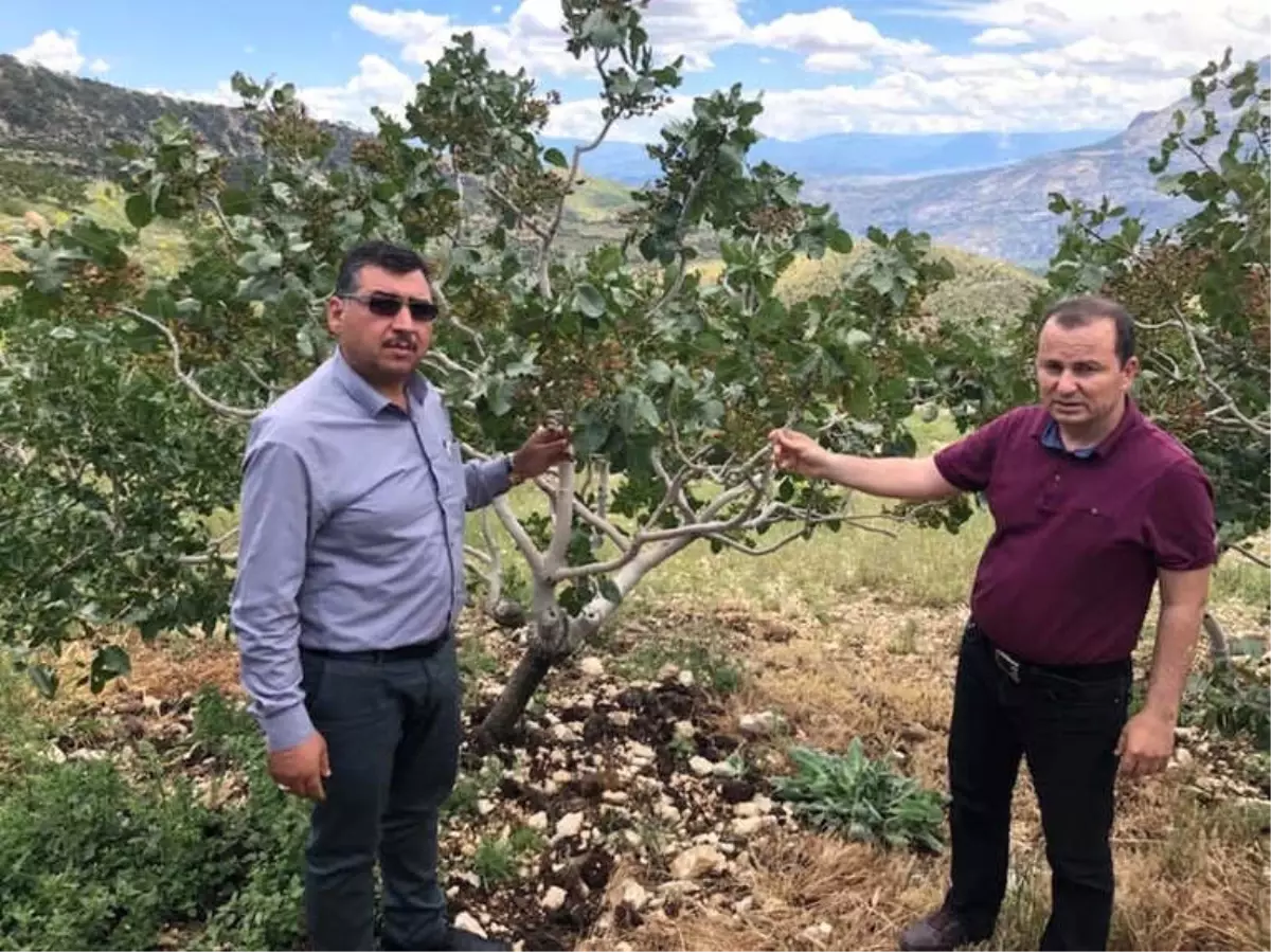 Mut'ta Dolu Yağışı 15 Bin Dekar Alanda Ürünlere Zarar Verdi