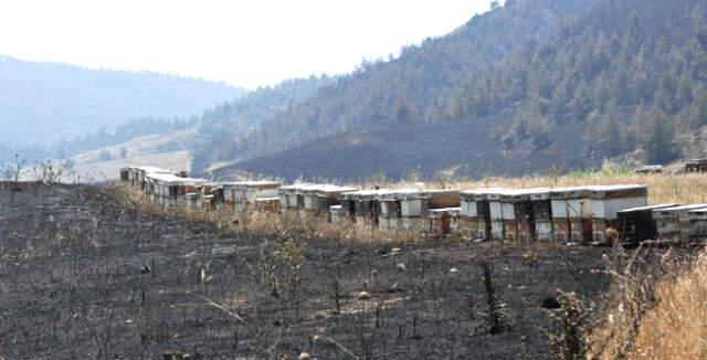 Ormanlık Alanda Çıkan Yangında Alevler, Bal Dolu Kovanları ve Arıları da Yuttu