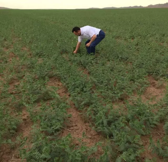 Yozgat'ta Nohut Tarlalarında Koruyucu İlaçlama Çalışması Başladı