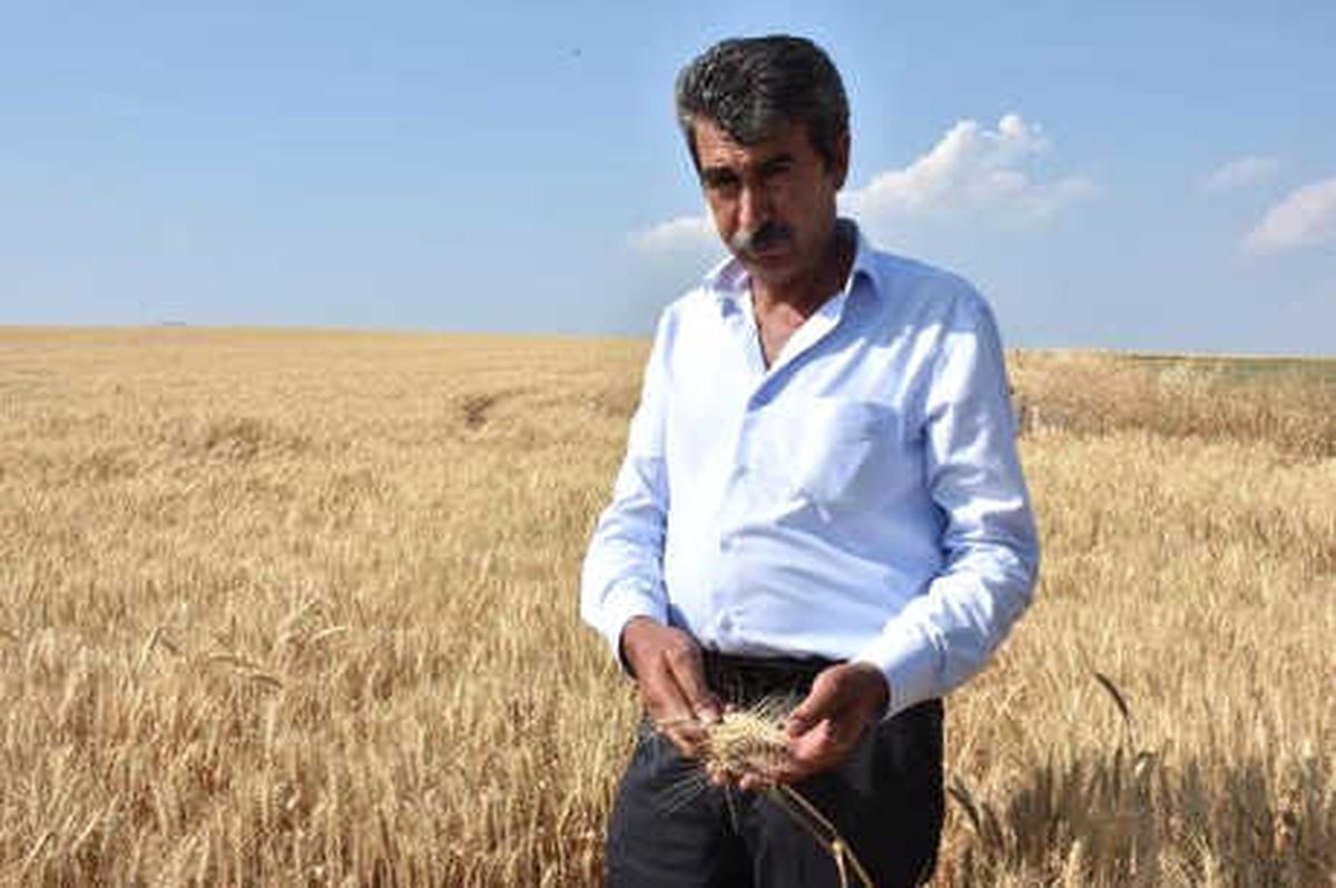 Sıcaklar ve Kuraklık Buğdayı Etkiledi, Verim Yüzde 50 Düştü