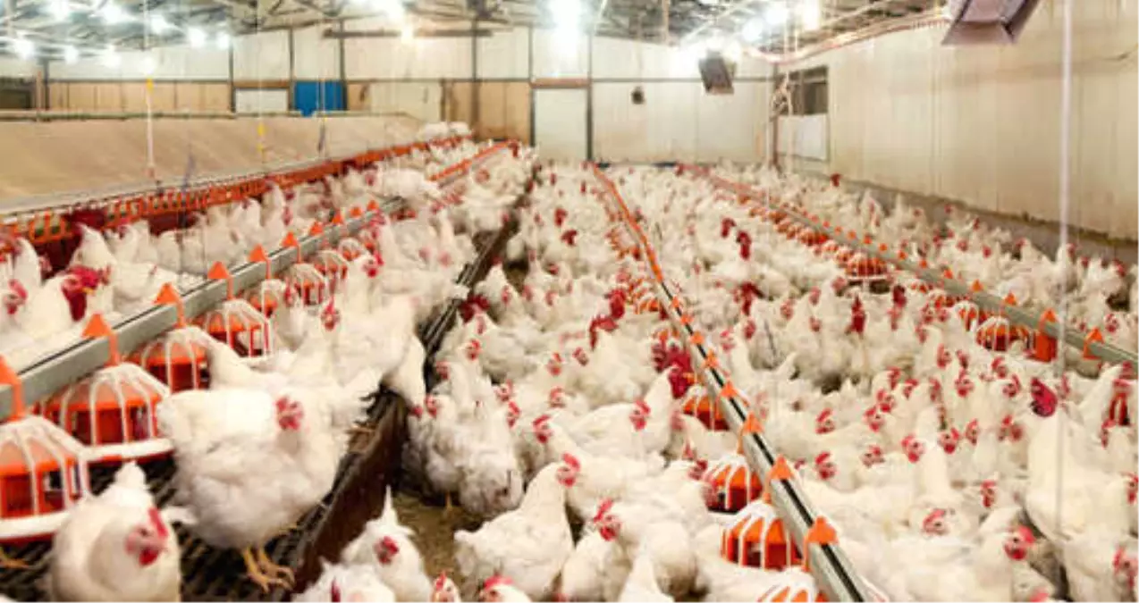 Beyaz ette kriz: Türkiyenin 20 günlük tavuğu kaldı, fiyatlar iki katına çıkabilir Beyaz ette kriz: Türkiyenin 20 günlük tavuğu kaldı, fiyatlar iki katına çıkabilir