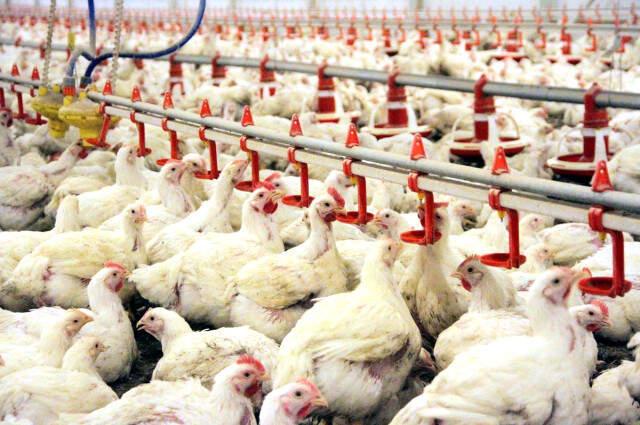Beyaz Ette Büyük Kriz! 20 Günlük Tavuk Kaldı, Fiyatlar İki Katına Çıkacak