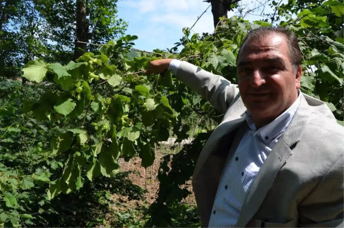 Arslantürk Dünya Fındık Rekoltesi Tahminini Değerlendirdi