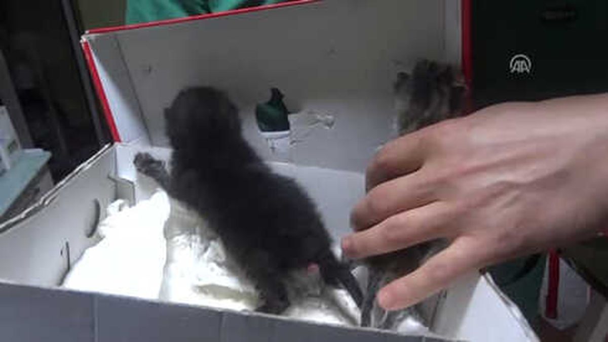 Yolda Bulduğu İki Kedi Yavrusuna Sahip Çıktı