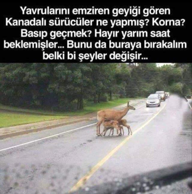 Kanadalı Sürücüler Yol Ortasındaki Geyikleri Rahatsız Etmemek İçin Yarım Saat Bekledi