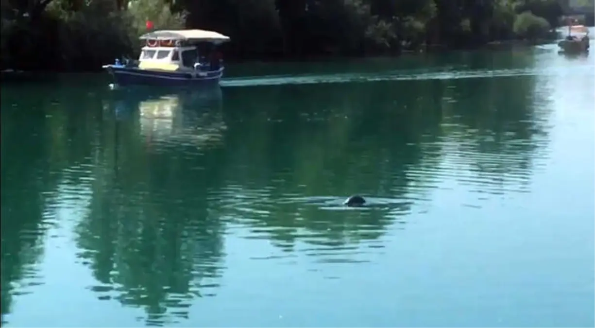 Akdeniz Foku, Manavgat Irmağında