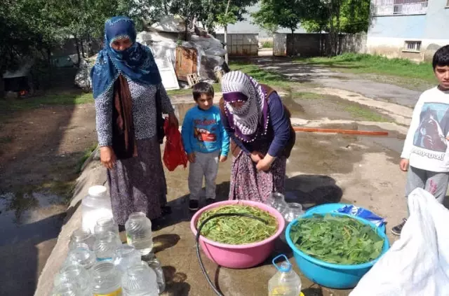 Sofraların Vazgeçilmezi Cağ Bitkisine Büyük İlgi Sofraların Vazgeçilmezi Cağ Bitkisine Büyük İlgi