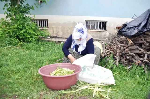 Sofraların Vazgeçilmezi Cağ Bitkisine Büyük İlgi Sofraların Vazgeçilmezi Cağ Bitkisine Büyük İlgi