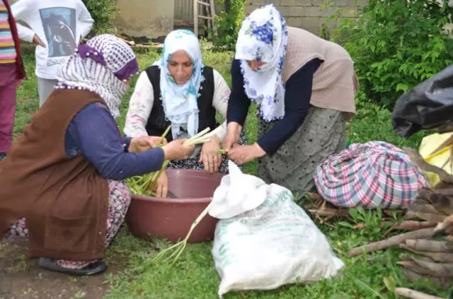 Sofraların Vazgeçilmezi Cağ Bitkisine Büyük İlgi Sofraların Vazgeçilmezi Cağ Bitkisine Büyük İlgi