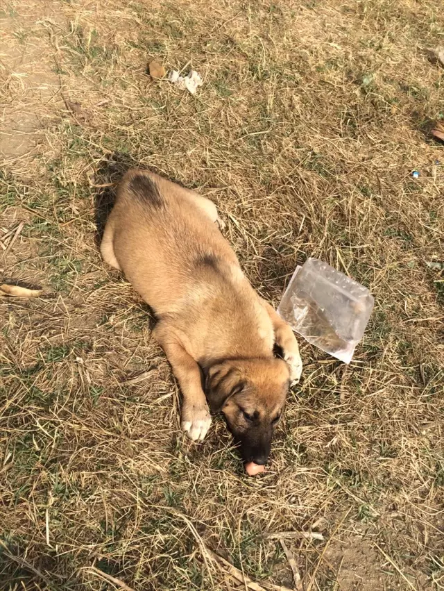sakaryada köpek