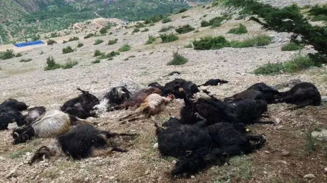 Kahramanmaraş'ta Yıldırım Düştü: 32 Keçi Telef Oldu