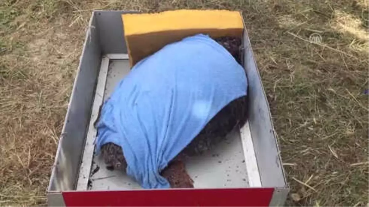 Caretta Caretta 'Özgür'Lüğüne Kavuştu
