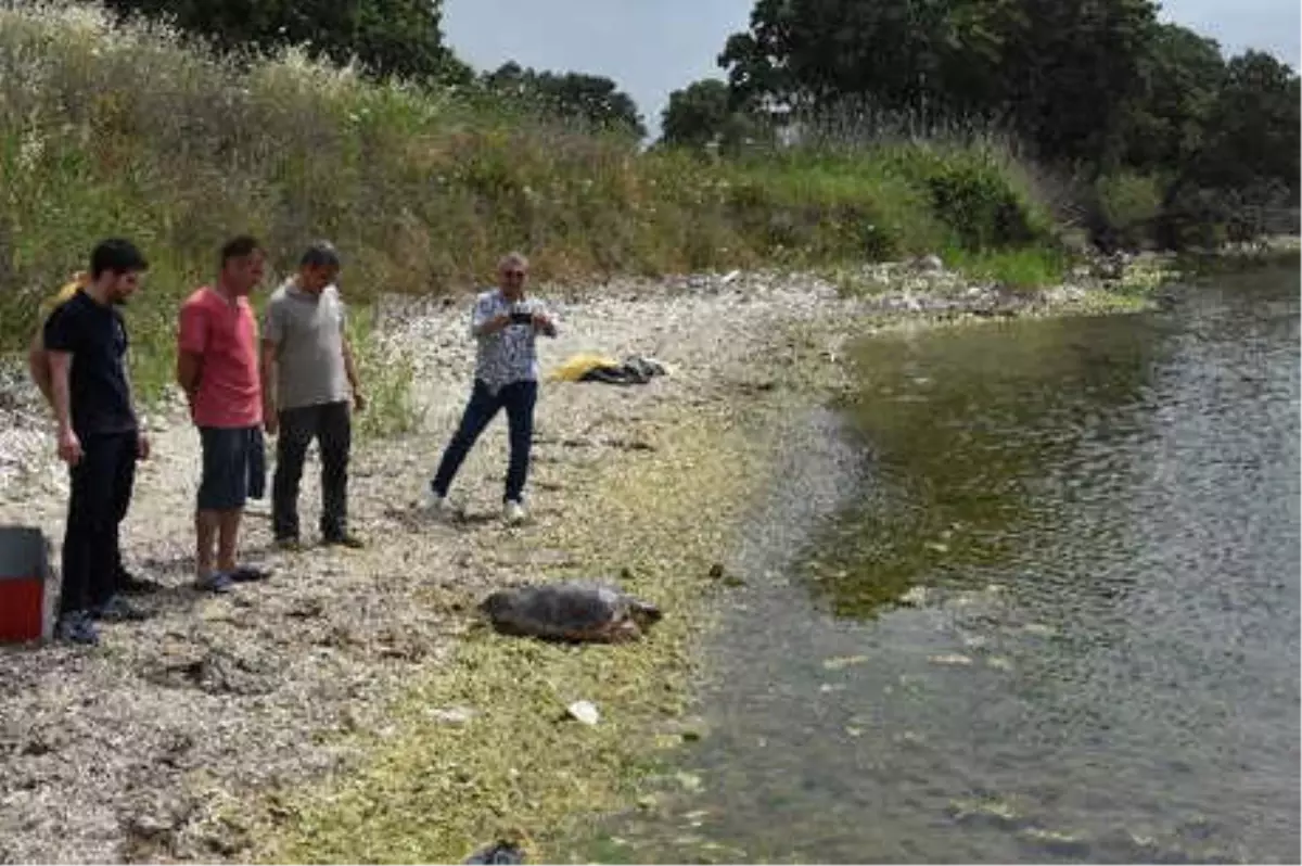Tedavisi Tamamlanan 'Caretta Özgür', Denizle Buluştu