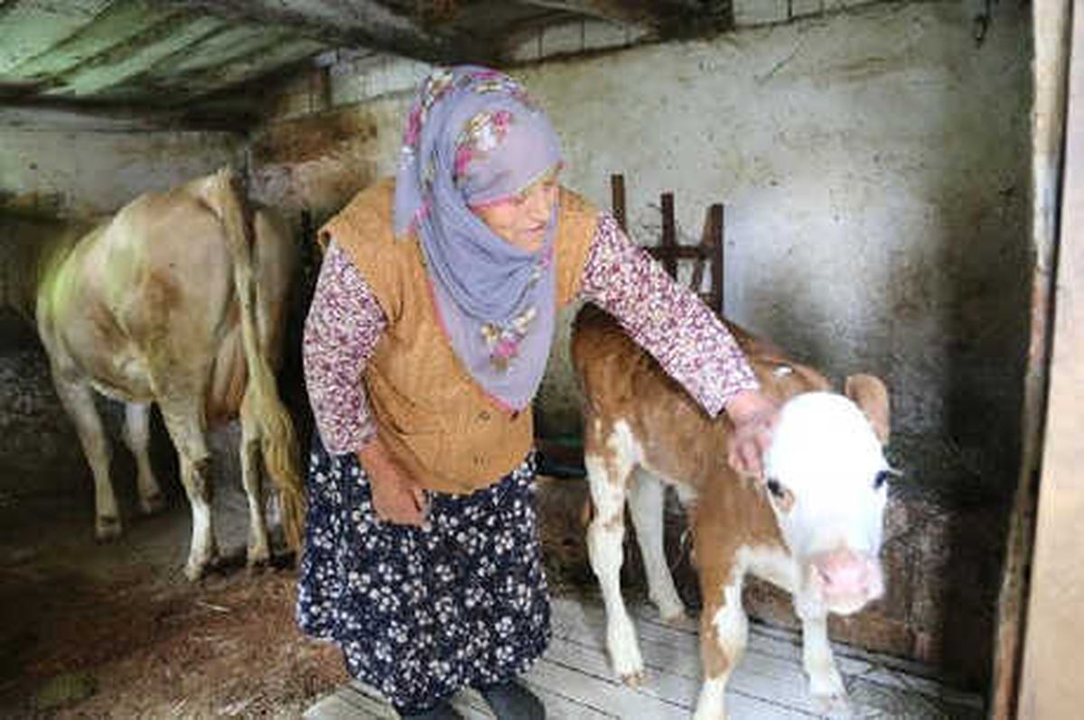 Artvin'de 26 Büyükbaş İtlaf Edildi, Karantina Sahası Genişletildi