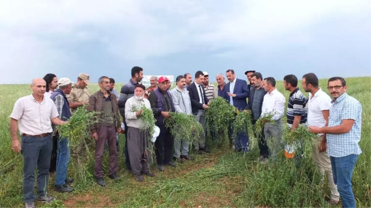 Keban'da Yem Bezelyesi Tarla Günü