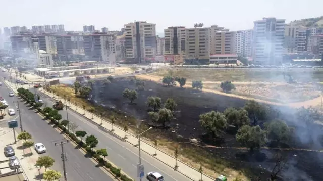 Çocukların Kibritle Oyunu Zeytin Ağaçlarını Yaktı