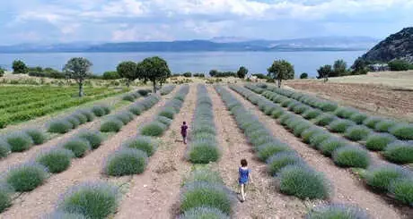 Lavanta Turizmi