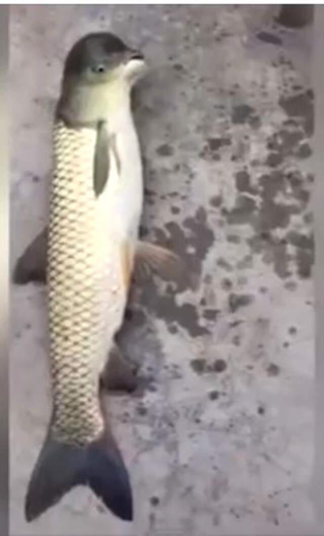 Balıkçının Yakaladığı Güvercin Başlı Balık Görenleri Hayrete Düşürdü