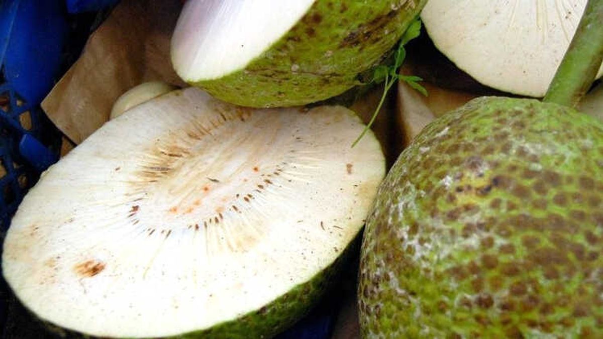Ekmek Ağacı Meyvesi: Adalardaki 'Süper Besin'