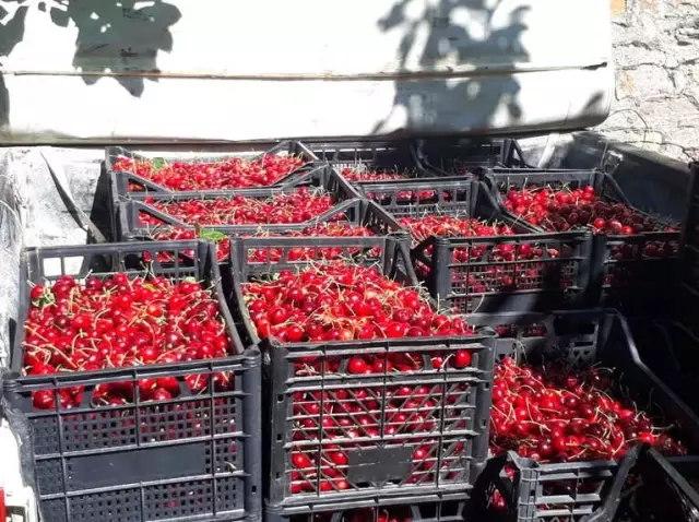 Artvin'de Kiraz Hasadı Başladı