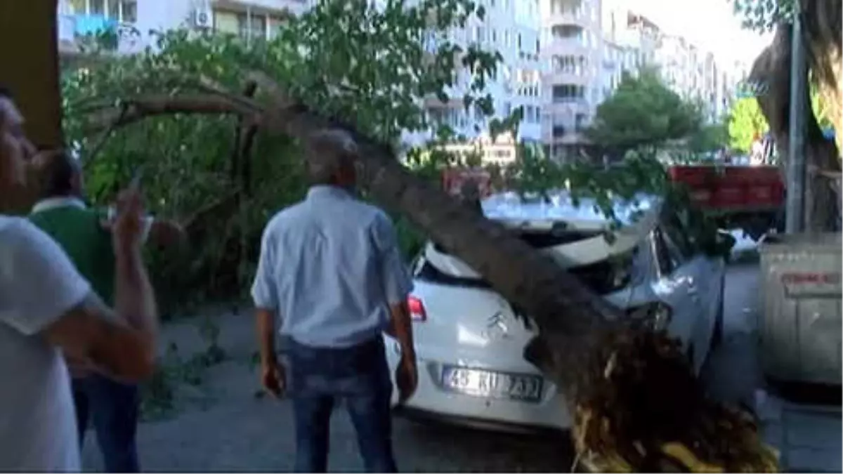 Çürüyen Ağacın Dalı Otomobillerin Üzerine Devrildi
