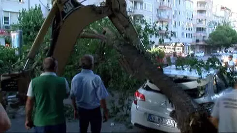 Çürüyen Ağacın Dalı Otomobillerin Üzerine Devrildi