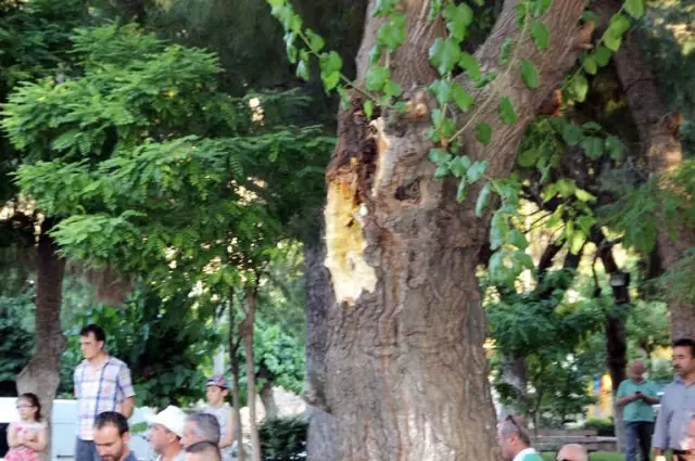 Çürüyen Ağacın Dalı Otomobillerin Üzerine Devrildi