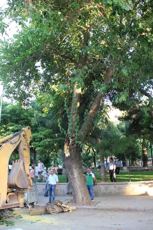 Çürüyen Ağacın Dalı Otomobillerin Üzerine Devrildi