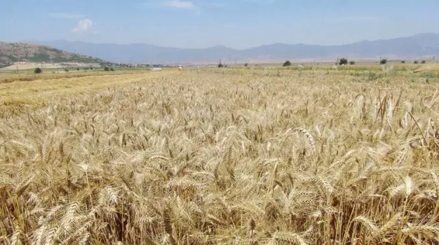 Toprak Mahsulleri Ofisi'nde Ürün Alımına Devam Ediyor