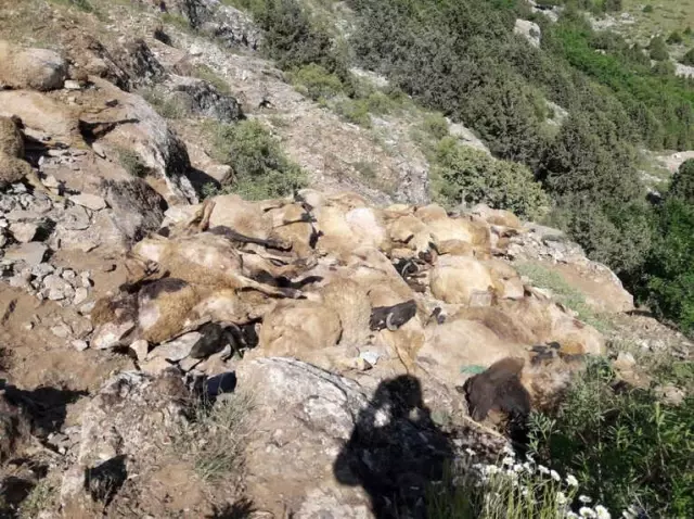 Uçurumdan Atlayan 300 Koyundan 200'ü Telef Oldu