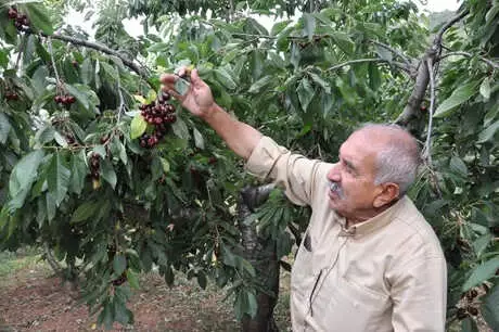 İslahiye'de Kirazı Mantar Hastalığı Vurdu