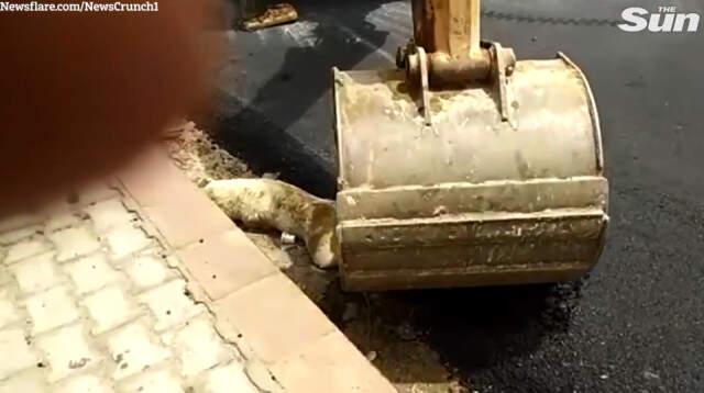 Hindistan'da İşçiler Yolda Uyuyan Köpeğin Üstüne Asfalt Döktü, Hayvanseverler Ayağa Kalktı