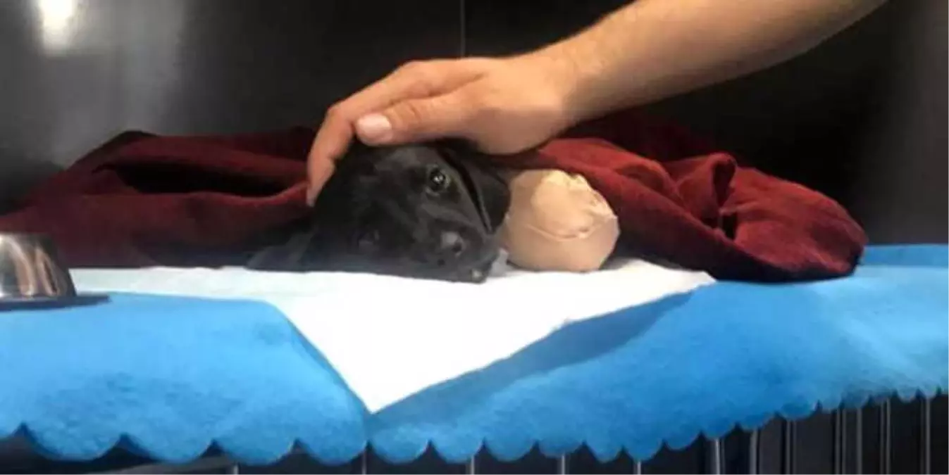 Cumhurbaşkanlığı Sözücüsü Kalın, Bacakları ve Kuyruğu Kesilen Köpek İçin Devreye Girdi