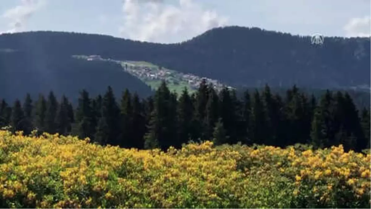 Giresun'da Hedef 300 Bin Turist Ağırlamak
