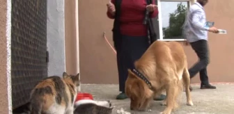 Sakarya'da Vahşet Zonguldak'ta Köpeğe Sevgi