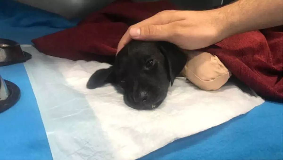 Sakaryada bu kez de 5 yavru köpek ölü bulundu Sakaryada bu kez de 5 yavru köpek ölü bulundu